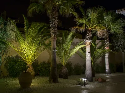 Belysning av palmer i bakgård
